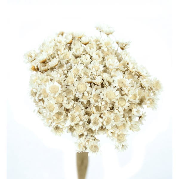 Planta Seca Ramo de Sempre Viva 10cm Branco