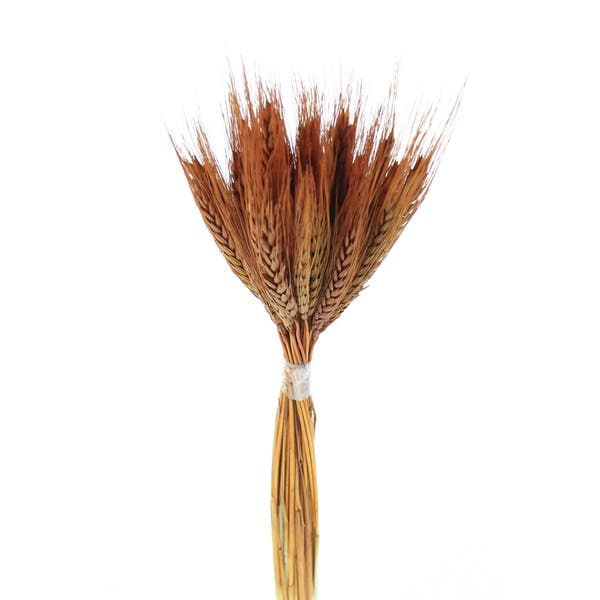Planta Seca Ramo de Trigo Colorido 10cm Bege