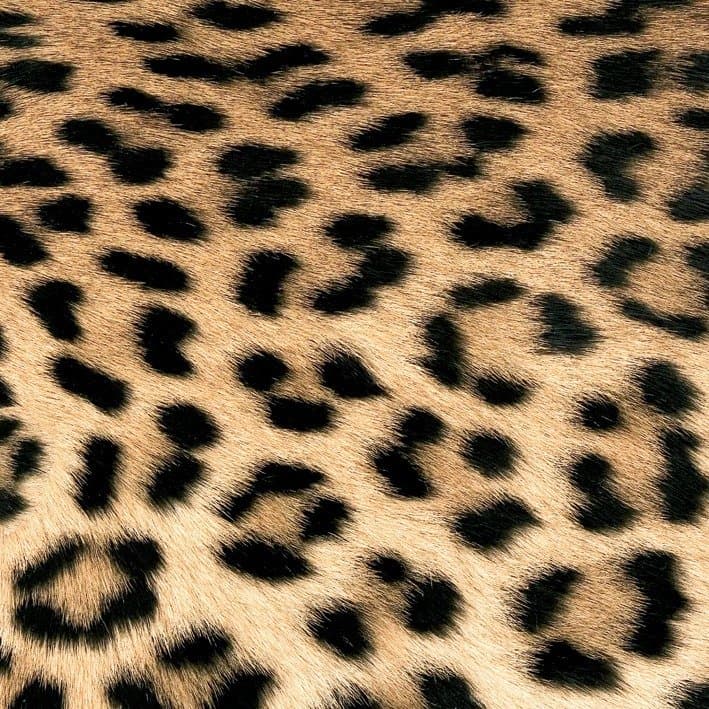 Guardanapo Papel Tigresa Couture 33x33 20 Folhas - Ambiente